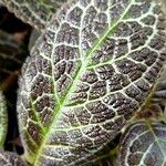 Episcia cupreata ᱥᱟᱠᱟᱢ