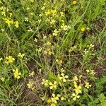 Bunias erucago Habit