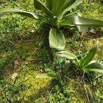 Himantoglossum hircinum Foglia