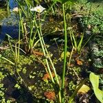 Sagittaria montevidensis Habitus