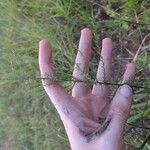 Symphyotrichum dumosum Blad