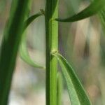 Iberis linifolia Ekosanga