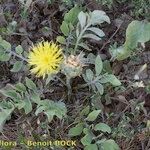 Centaurea acaulis 形态