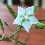 Sauvagesia erecta फूल