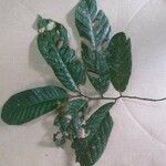 Annona exsucca Leaf
