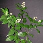 Miconia cooperi Other