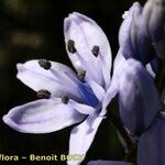 Scilla monophyllos Flor