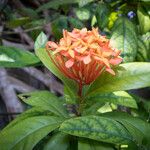 Ixora javanica Muu