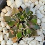 Faucaria bosscheana Hostoa