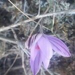 Crocus corsicus Flower