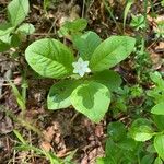 Lysimachia europaea Feuille