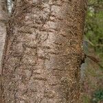 Prunus cerasus 樹皮