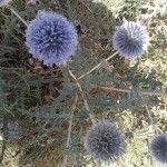 Echinops ritroFlower