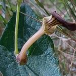 Aristolochia pistolochia Blomst