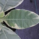 Nicotiana tomentosa Blad