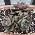 Echeveria purpusiorum Folha