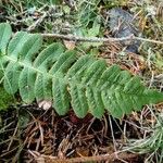 Polypodium vulgare Leaf