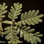 Acacia raddiana Annet