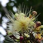 Syzygium jambos Cvet