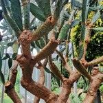 Opuntia elatior 整株植物