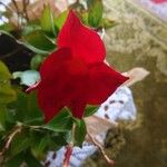 Mandevilla laxaFlower