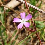 Eudianthe coeli-rosa Flor