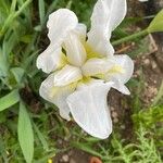 Iris florentina Flor