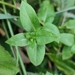 Stellaria aquatica Folha