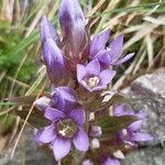 Gentianella ramosa Flower