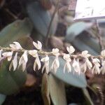 Bulbophyllum oxychilum