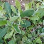 Erigeron pulchellus Leaf