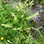 Poa trivialis Flor