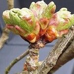 Prunus × subhirtella Kukka
