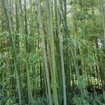 Phyllostachys viridiglaucescens خشب