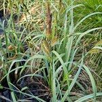 Carex riparia Lorea
