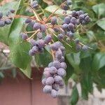 Ligustrum japonicum Fruit