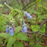 Mertensia paniculata Flor