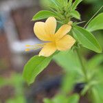 Barleria prionitis Flor