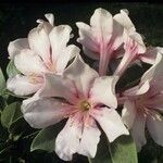 Rhododendron leucogigas