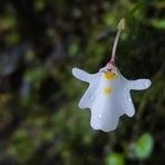 Utricularia brachiataFlower