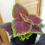 Plectranthus scutellarioidesBlatt