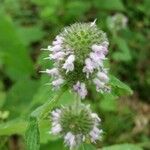 Monarda fistulosaFlower