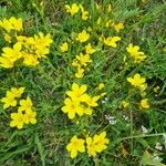 Linum flavum Blomst