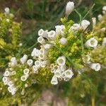 Fabiana imbricata Flower