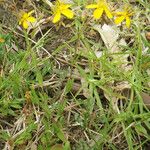 Hypericum australe ശീലം