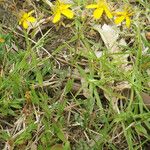 Hypericum australe Habit