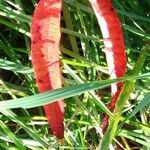 Rumex aquaticus Leaf