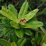 Hibbertia trachyphylla 葉