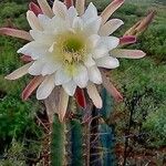 Cereus hexagonusFlower