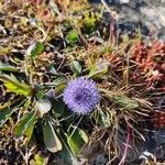 Globularia vulgarisFlor